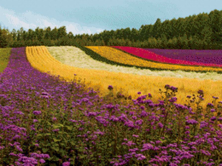 Радужное поле - поле, радуга, лаванда - предпросмотр