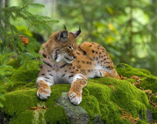 Рысь - оригинал