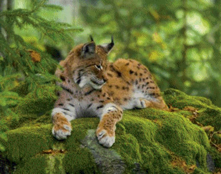 Рысь - предпросмотр