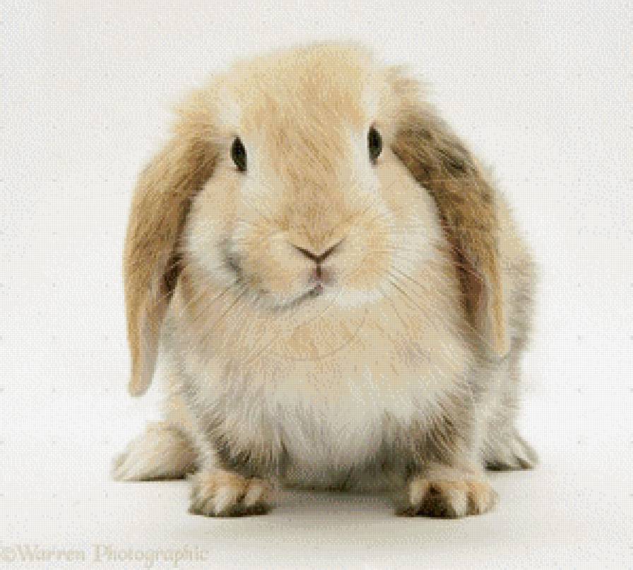 Кролик - животные - предпросмотр