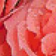 Предпросмотр схемы вышивки «капли на розах» (№707196)