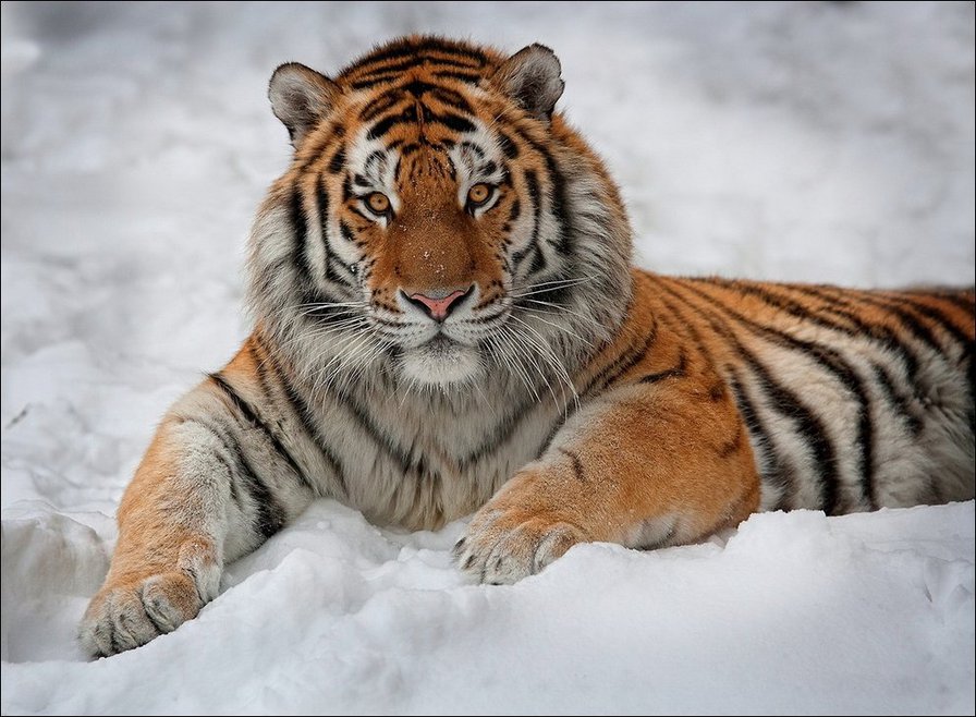 Тигр на снегу - животные, хищники, тигр - оригинал