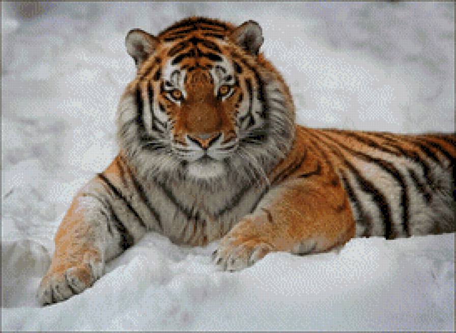 Тигр на снегу - животные, тигр, хищники - предпросмотр
