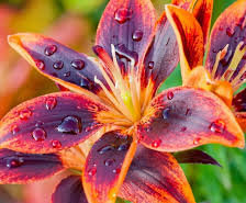 Схема вышивки «Цветок»