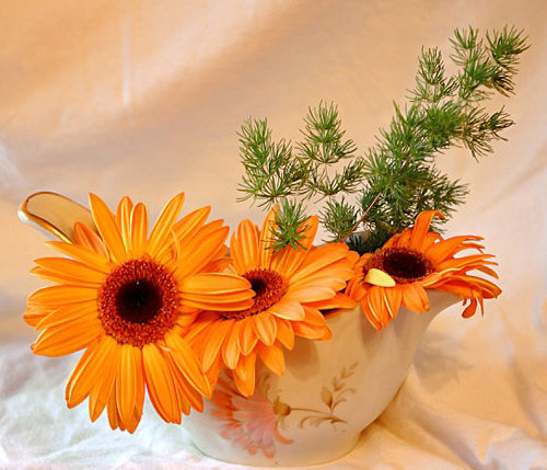 герберы - букет - оригинал