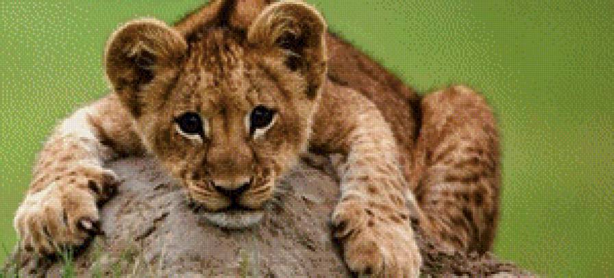 №707586 - животные, львенок - предпросмотр