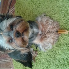 Схема вышивки «Аська»