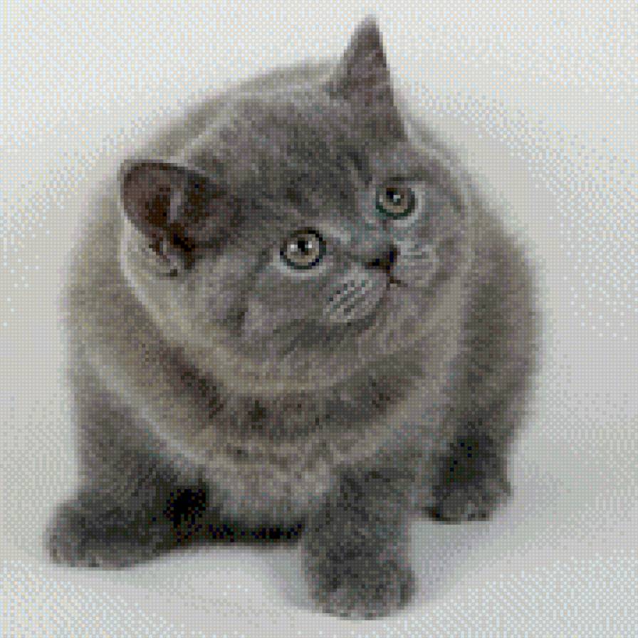 Комочек счастья - котенок, кот, кошка, животные - предпросмотр