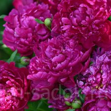 Схема вышивки «пионы»