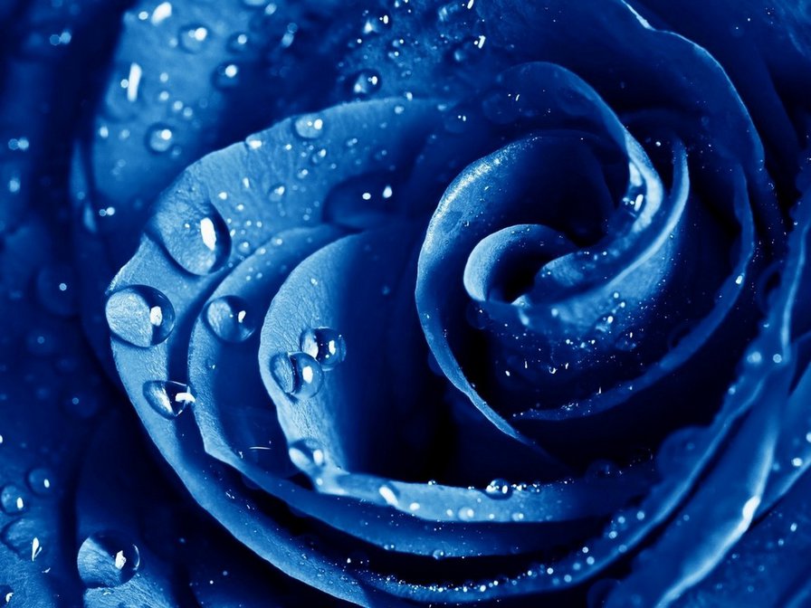 роза - розы, цветы, бутон - оригинал