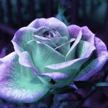 Схема вышивки «№707911»