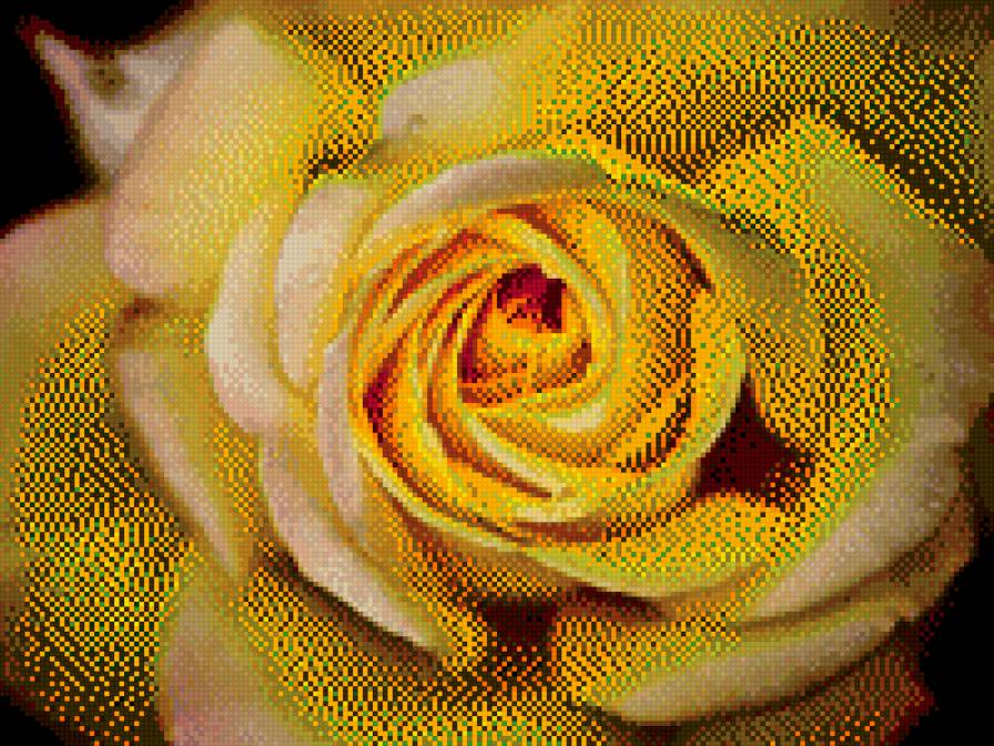 №707917 - розы, цветы - предпросмотр