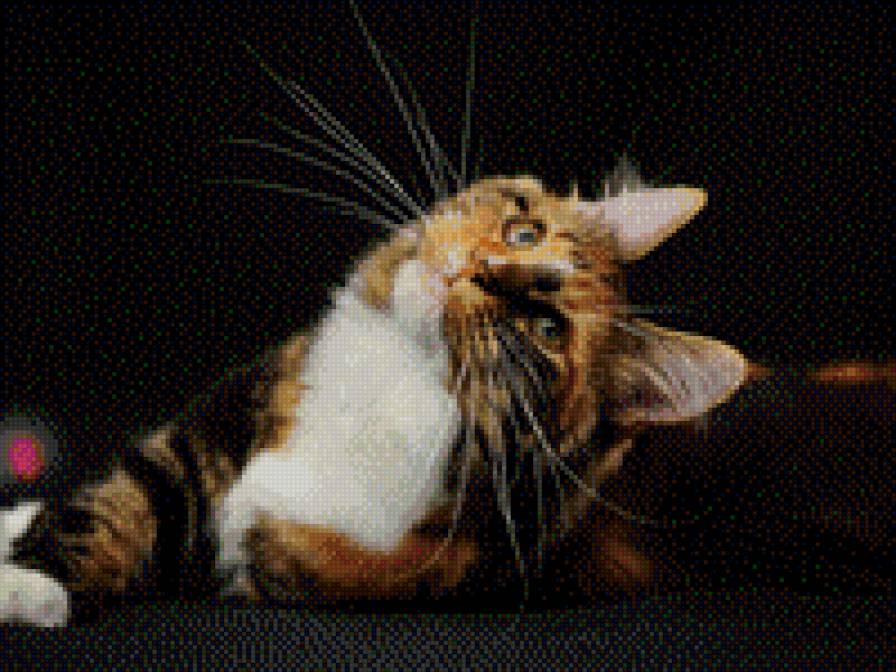 №707947 - животные, котенок, звери, кошки - предпросмотр