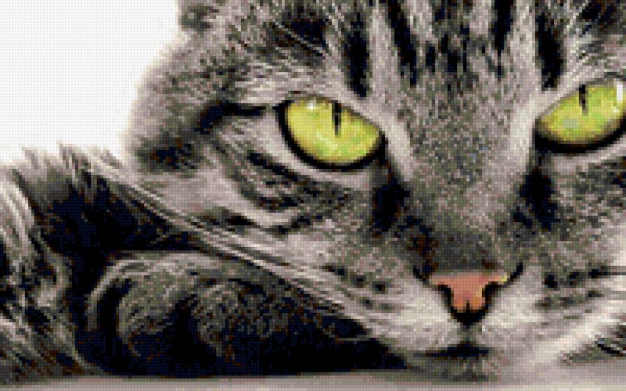 №707948 - звери, котенок, кошки, животные - предпросмотр