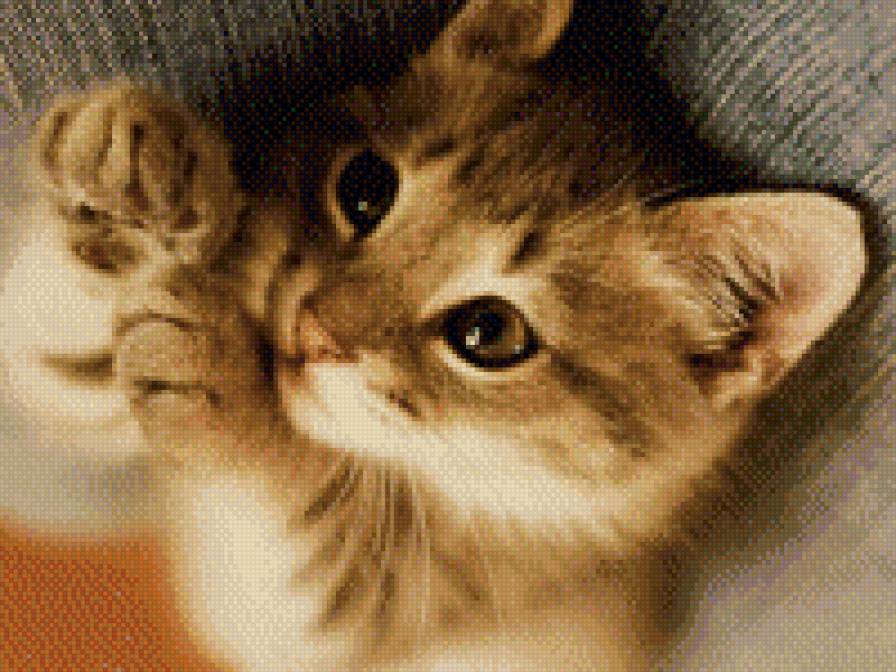 №707951 - звери, животные, кошки, котенок - предпросмотр