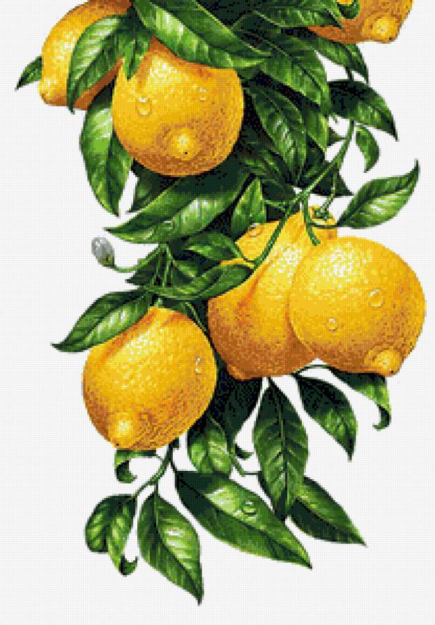 Лимоны - на кухню, цитрус, лимон - предпросмотр