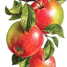 Оригинал схемы вышивки «Наливные яблочки» (№708547)
