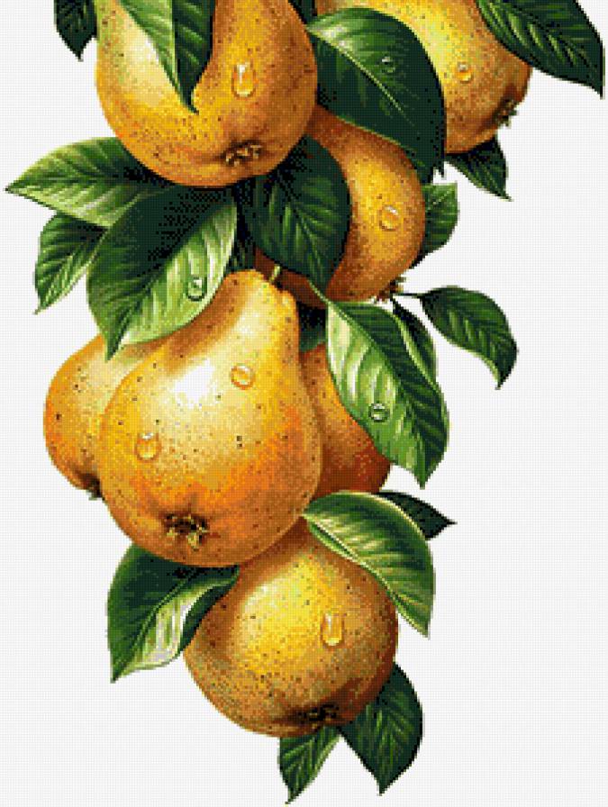 Груши - фрукты, на кухню, груша - предпросмотр