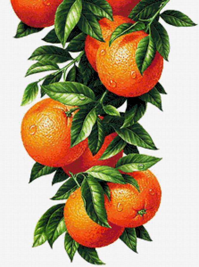 Апельсины - апельсин, на кухню, цитрус - предпросмотр