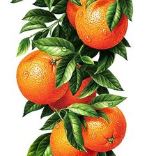Оригинал схемы вышивки «Апельсины» (№708553)