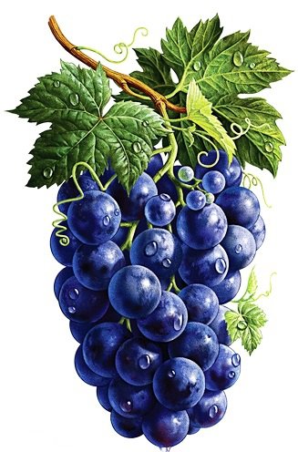 Виноград - фрукты, на кухню - оригинал