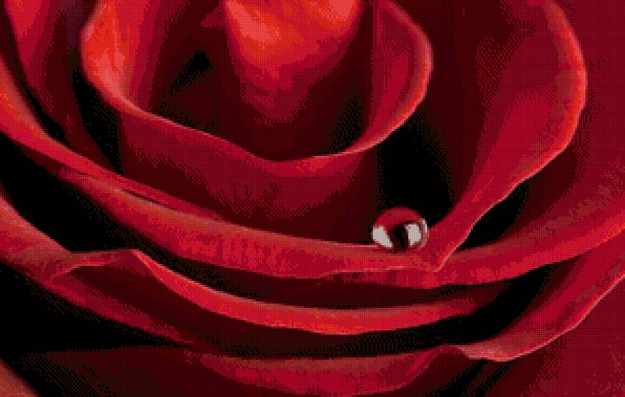 №708642 - макро, роза, роса, цветок, капля, бутон, красный - предпросмотр