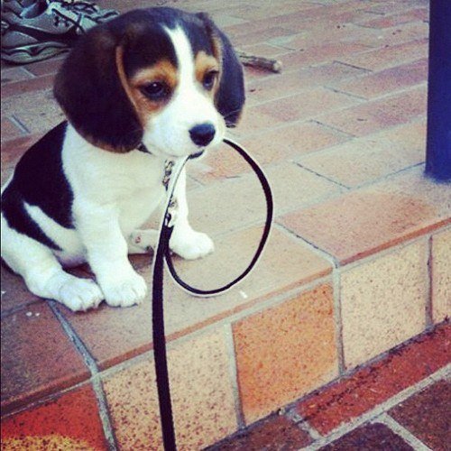 №708969 - животные, звери, собаки - оригинал