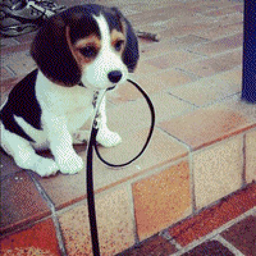 №708969 - животные, звери, собаки - предпросмотр