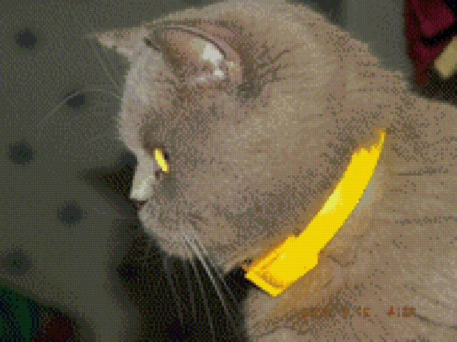 Алиса - кошка, британец - предпросмотр