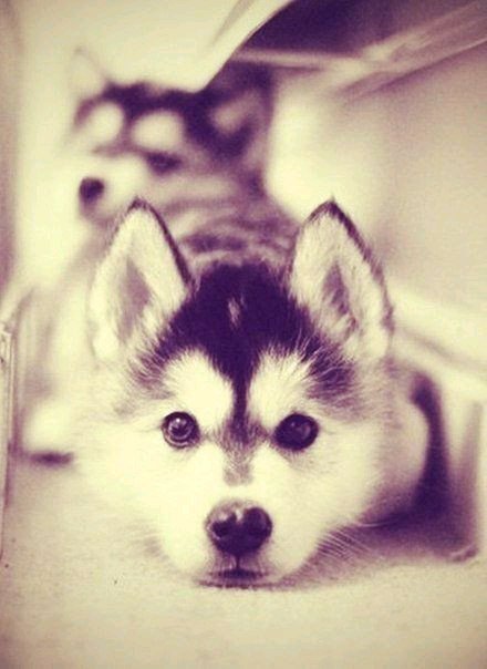 №708978 - животные, звери, собаки - оригинал