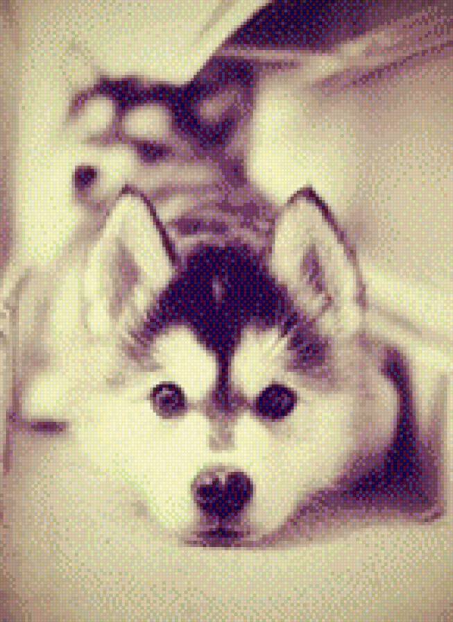 №708978 - животные, звери, собаки - предпросмотр