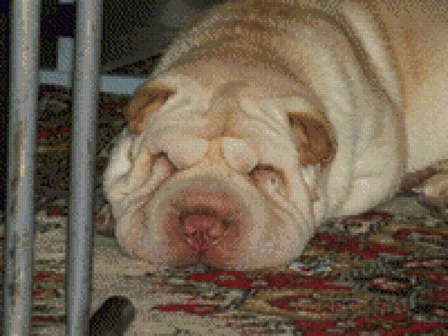 Масяня - шар-пей - предпросмотр