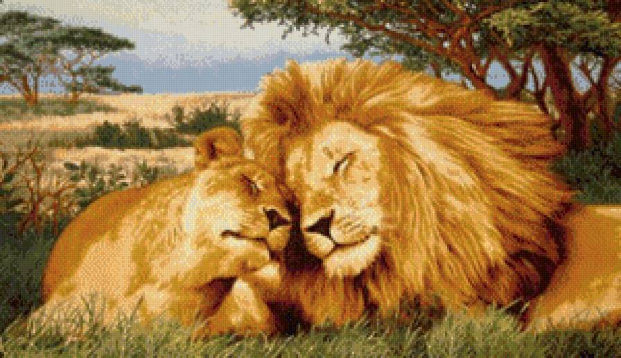 Нежность - нежность, пара, лев, львица - предпросмотр