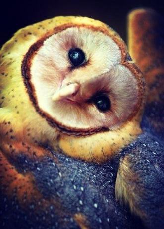 №709124 - птицы, совы - оригинал