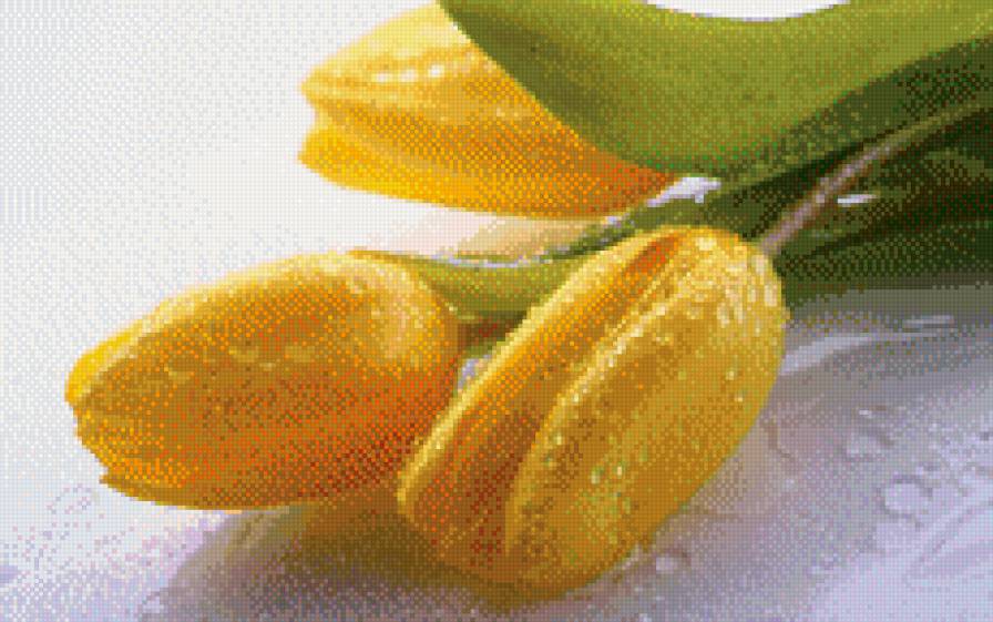 Желтые тюльпаны - тюльпаны, цветы - предпросмотр