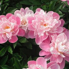 Схема вышивки «цветы»