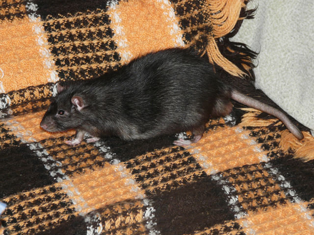 крыса Луи - оригинал