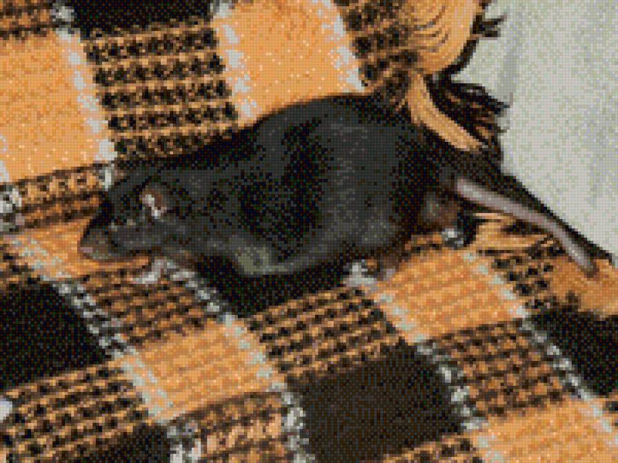 крыса Луи - предпросмотр