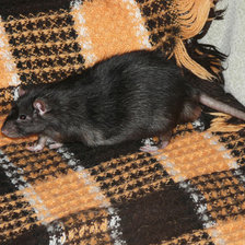 Схема вышивки «крыса Луи»