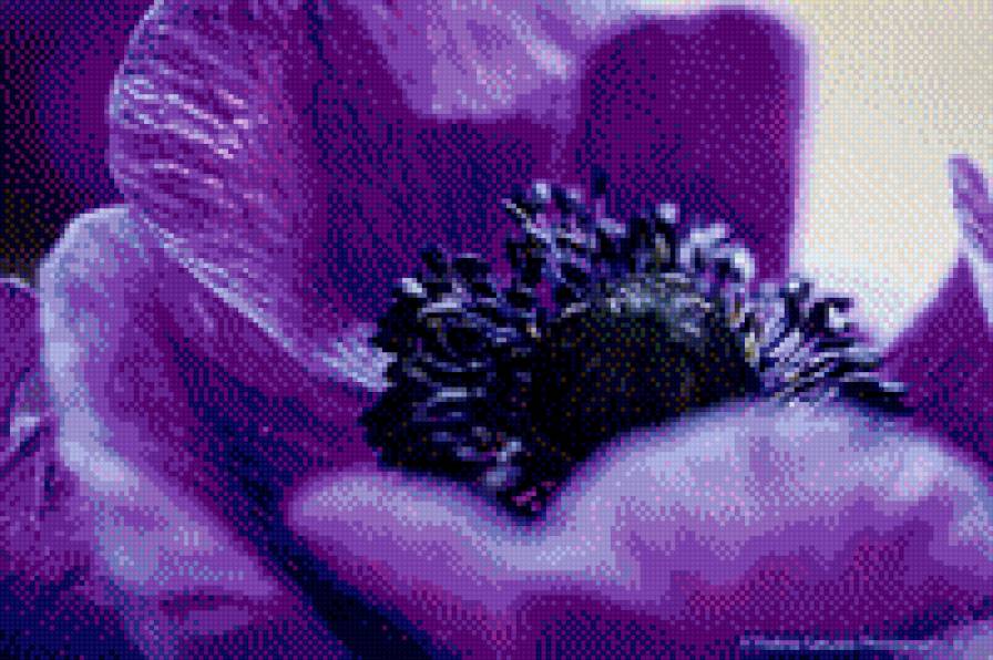 blue flower - предпросмотр