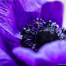 blue flower