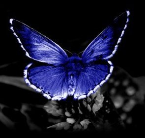 бабочка - оригинал