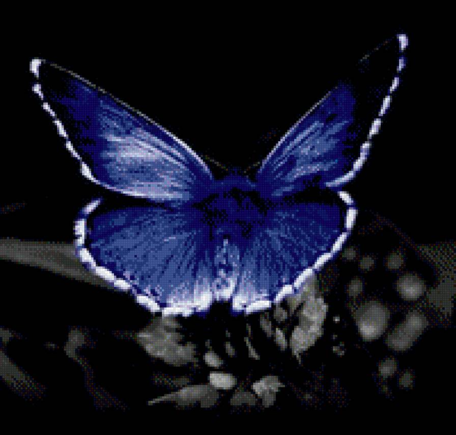 бабочка - предпросмотр