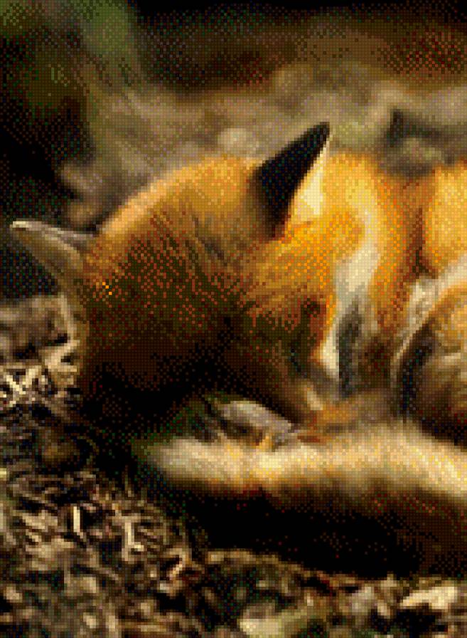 №709669 - лиса, животные, звери - предпросмотр