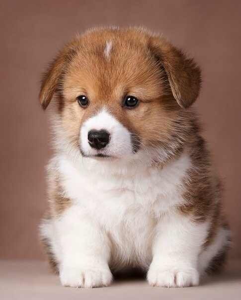 №709677 - звери, собаки, животные - оригинал