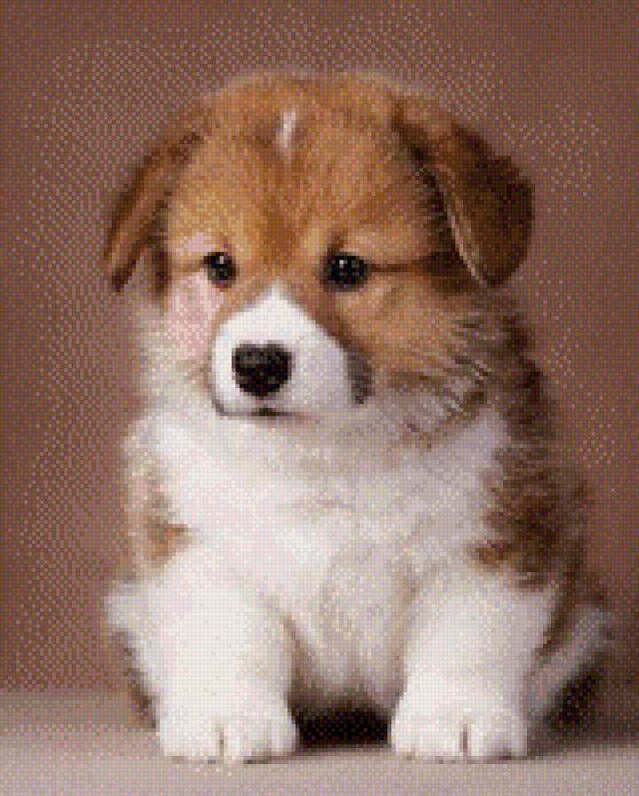 №709677 - собаки, животные, звери - предпросмотр