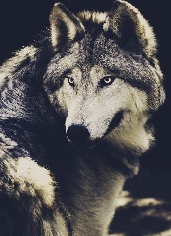 №709689 - звери, волк, животные - оригинал