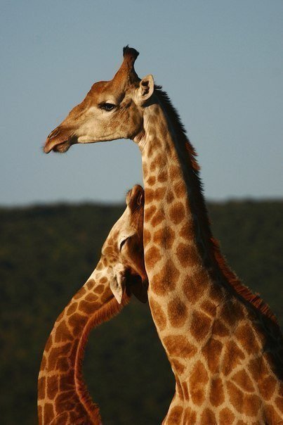 жирафы - жирафы - оригинал