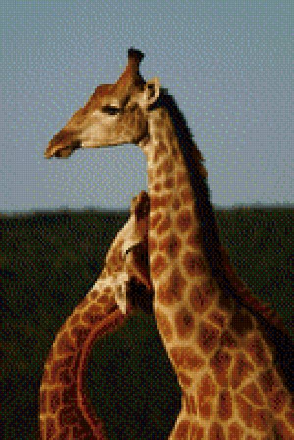 жирафы - жирафы - предпросмотр
