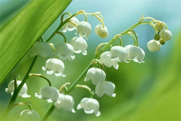 №709729 - цветы, ландыши - оригинал